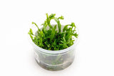 Windelov Java Fern Tissue Culture