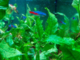 Java Fern in Aquarium 