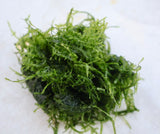 java moss 