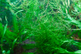 Java moss floating in aquarium