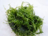 java moss