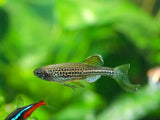 Leopard Danio