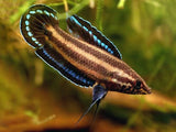 Licorice Gourami