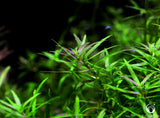 Limnophila Vietnam