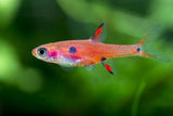 Maculata Rasbora