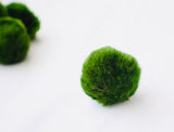 moss ball aquarium