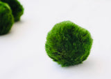 Marimo Moss Ball