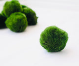 Marimo Moss Ball