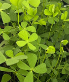 Marsilea Hirsuta pond plant