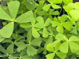 Marsilea Hirsuta