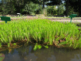 Water Milfoil in pond