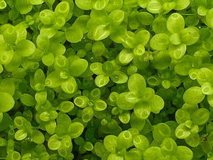 Foreground Plants For Fish Tank