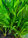 Needle Leaf Java Fern