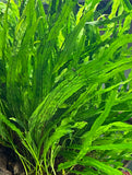 Needle Leaf Java Fern