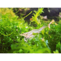 NQ Algae Shrimp Type 2