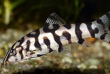 Pakistani Loach