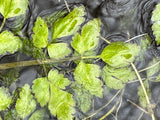 Parsley and Water