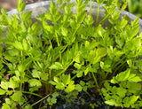 Parsley in water