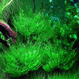 peacock moss easy aquarium plant