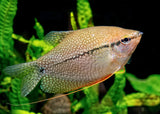 Pearl Gourami