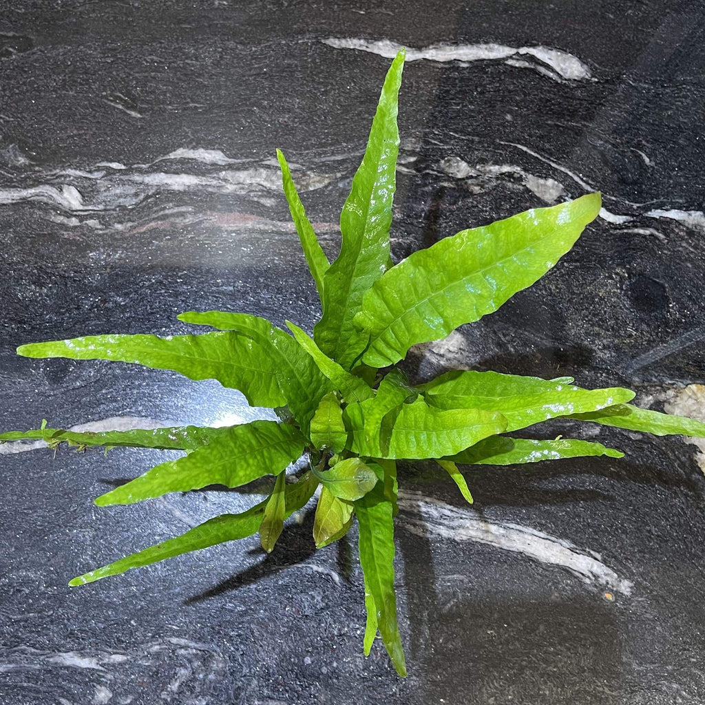 Java Fern Indo Indo Micro Java Fern for Sale | Aquafy