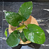 Giant Anubias