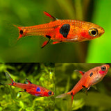 Maculata Rasbora