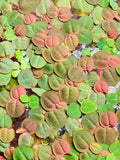 Red Root Floaters in aquarium