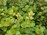 Rotala Colorata growing above water