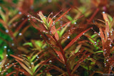 Rotala rotundifolia Colorata