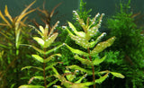 Rotala Macrandra