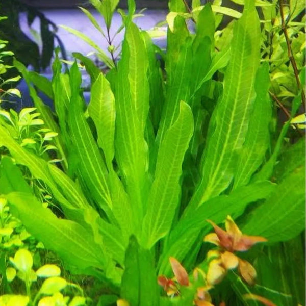 Echinodorus Horemanii Live Beginner Aquarium Plant | Aquafy Australia