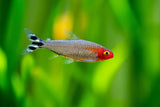 Rummy Nose Tetra