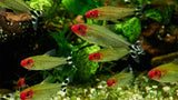 Rummy Nose Tetra