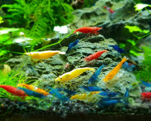 Cherry Shrimp Skittles - Mix Colour