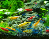 Cherry Shrimp Skittles - Mix Colour 1cm