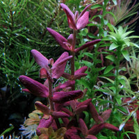 Bacopa Salzmannii