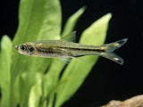 Scissortail Rasbora