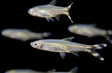 Scissortail Rasbora