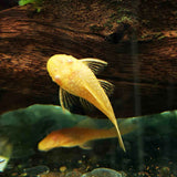 Albino Bristlenose Catfish