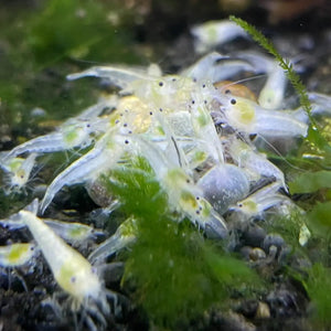 Snowball Cherry Shrimp sale