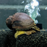 Spiny Marsh Snail