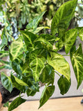 Syngonium Bare Root Various Colours