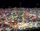 Cherry Shrimp Skittles - Mix Colour 1cm