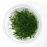 Glossostigma Elatinoides Tissue Culture