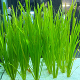 Vallisneria