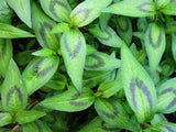 Vietnamese Mint pond plant