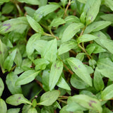 Vietnamese Mint