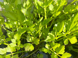 Water Parsley Plant