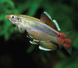 White Cloud Minnows 2.5cm